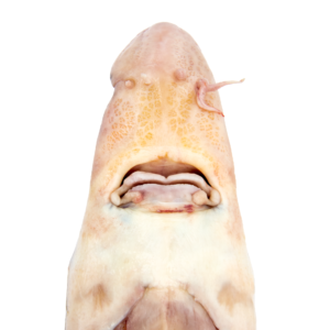 Acipenser brevirostrum - mouth