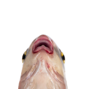 Carpiodes sp - "Atlantic" Highfin Carpsucker - Lips