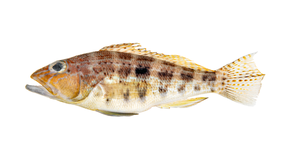 Centropristis ocyurus