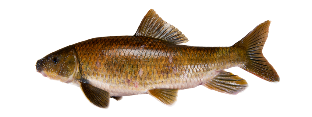Robust Redhorse - Moxostoma robustum - Congaree River, SC