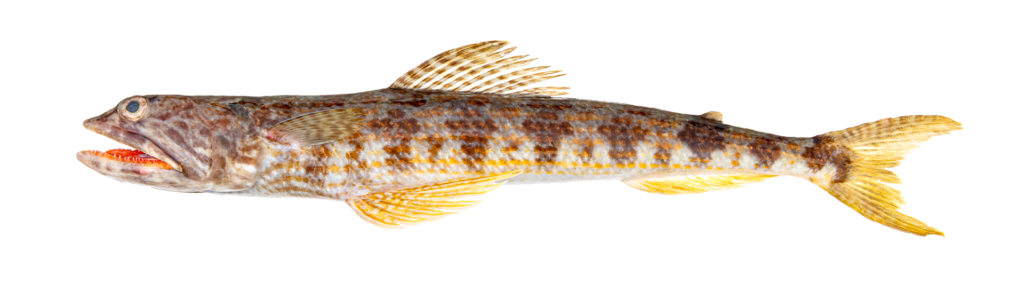Synodus macrostigma, Largespot Lizardfish
