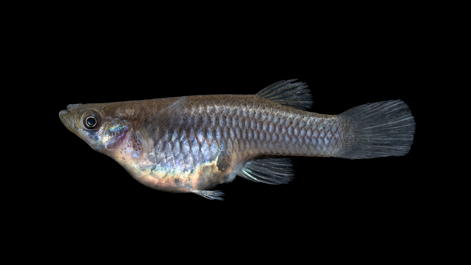 Quinn's Fins - Gambusia Affinis (Mosquito Fish) - 100 Pack, Freshwater Guppies