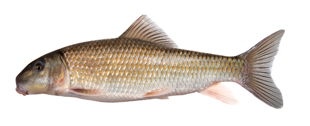 Moxostoma collapsum - Notchlip Redhorse - Congaree River, SC