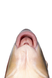 Moxostoma collapsum Lips
