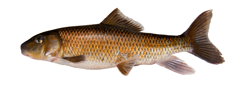 Moxostoma collapsum - Notchlip Redhorse - Congaree River, SC