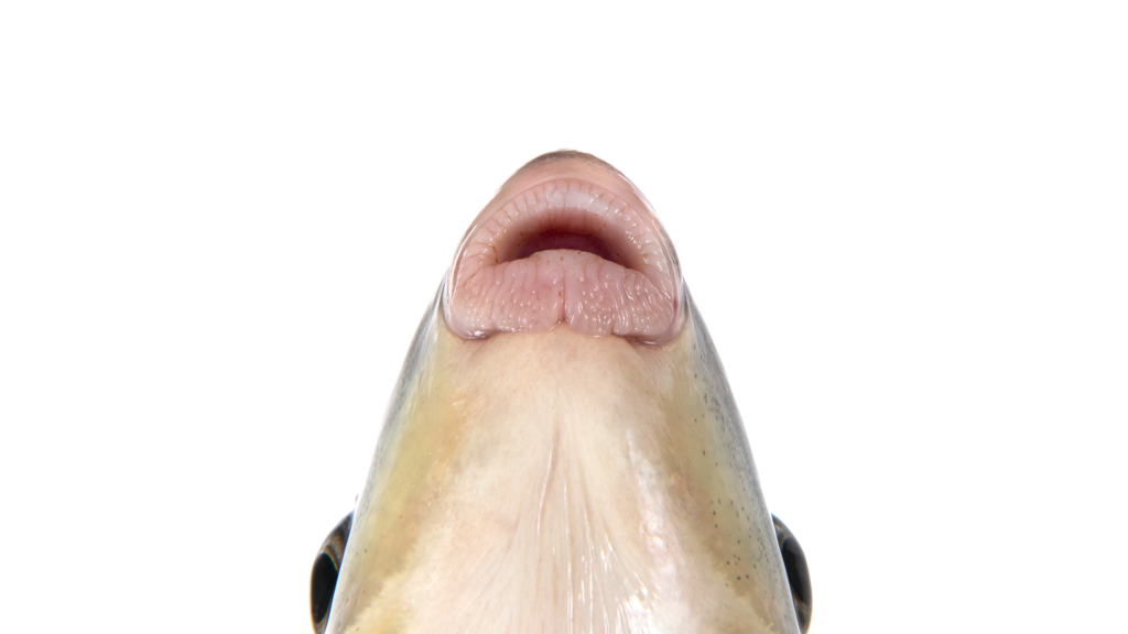 Moxostoma macrolepidotum Lips
