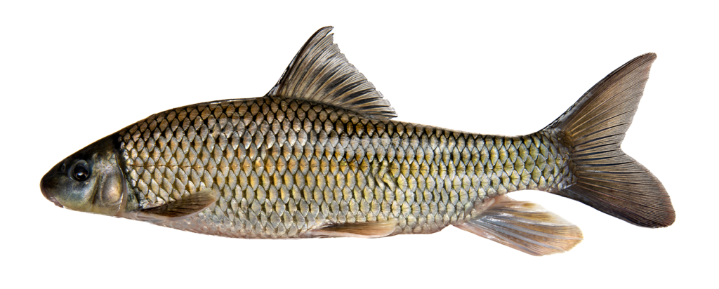 Moxostoma macrolepidotum - Shorthead Redhorse - Moxostoma macrolepidotum - Congaree River, Richland County, SC