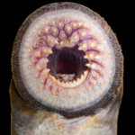 Petromyzon marinus - mouth