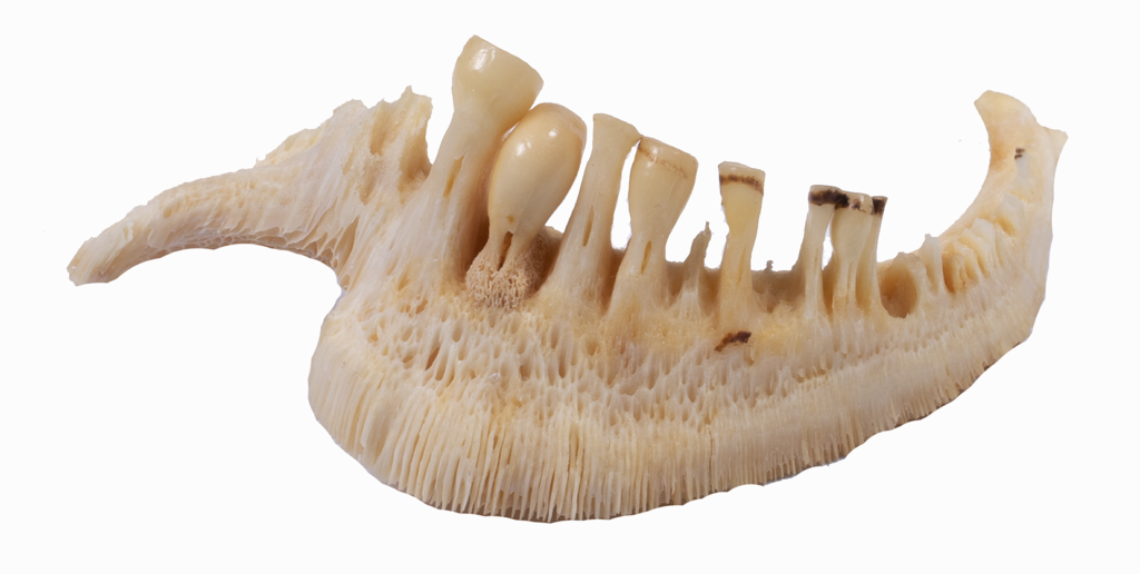 Moxostoma carinatum - River Redhorse - pharyngeal teeth