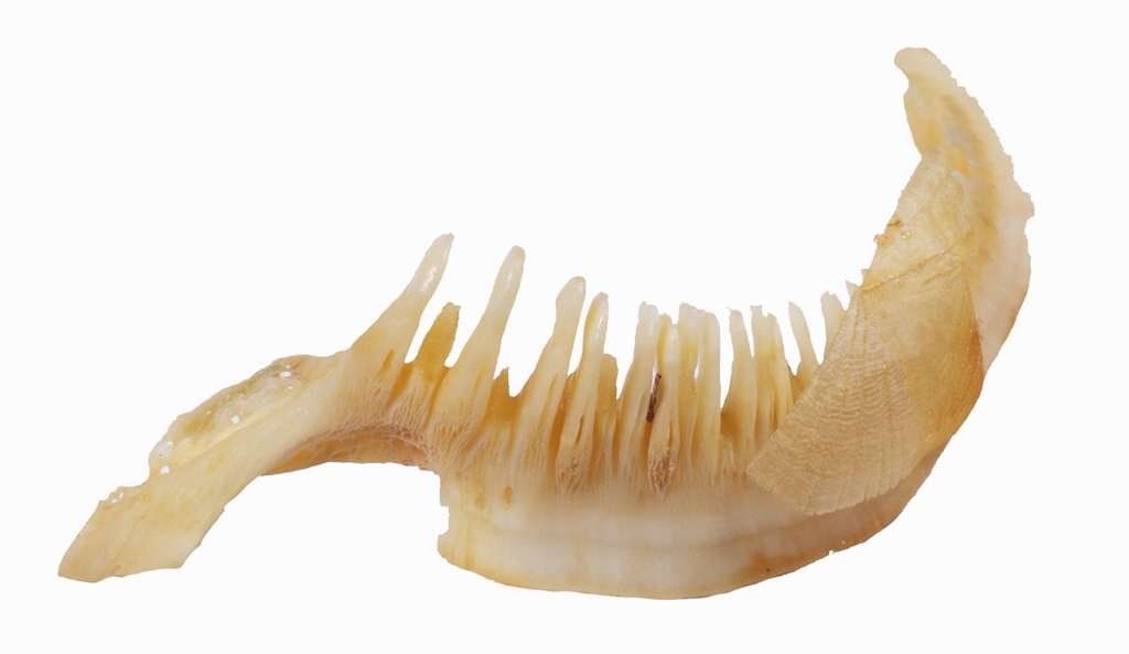 Moxostoma erythrurum - Golden Redhorse - pharyngeal teeth