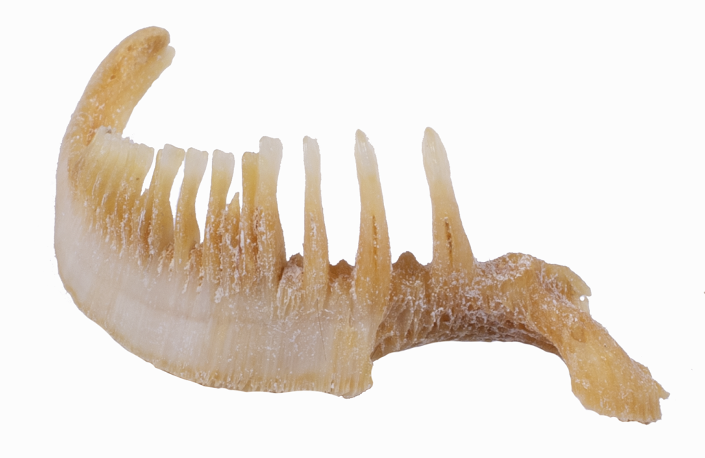 Moxostoma macrolepidotum - Shorthead Redhorse - pharyngeal teeth