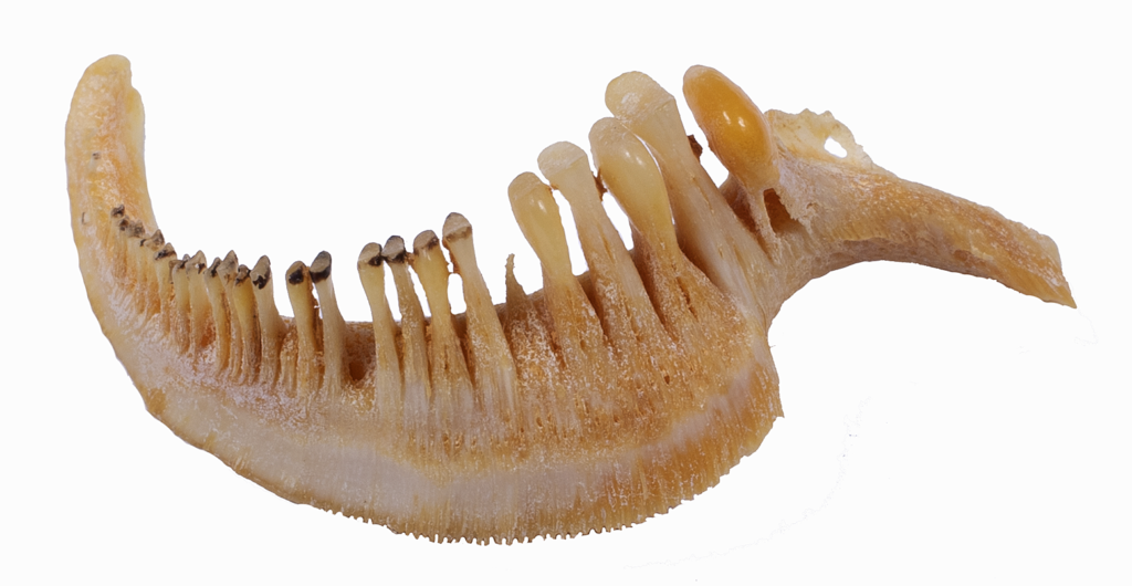 Moxostoma ugidatli - Sicklefin Redhorse - pharyngeal teeth