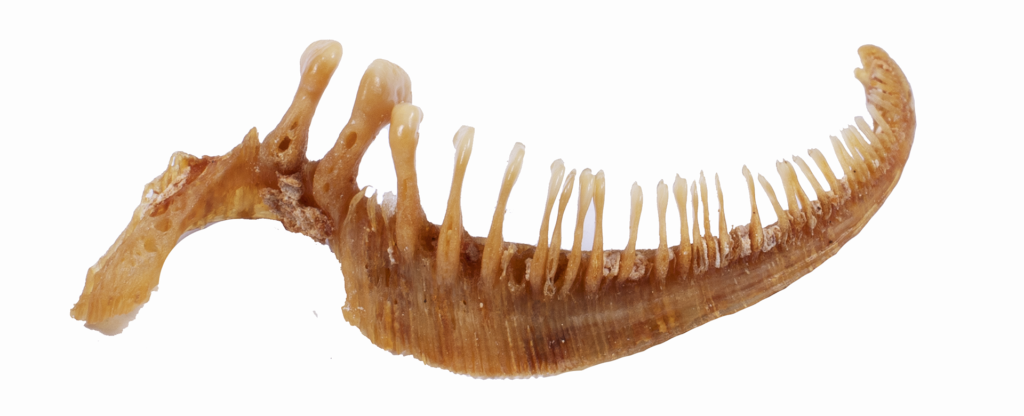 Moxostoma sp. "Brassy" Jumprock - pharyngeal teeth - NCSM 45848