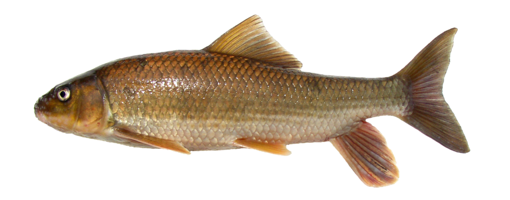 Moxostoma sp. “Carolina” Redhorse - Little River at Capelsie, NC, May 11, 2005.