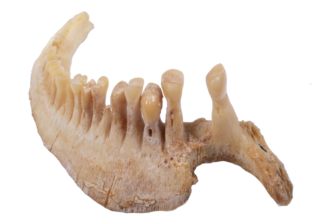 Moxstoma robustum - Pharyngeal Teeth, NCSM 23865