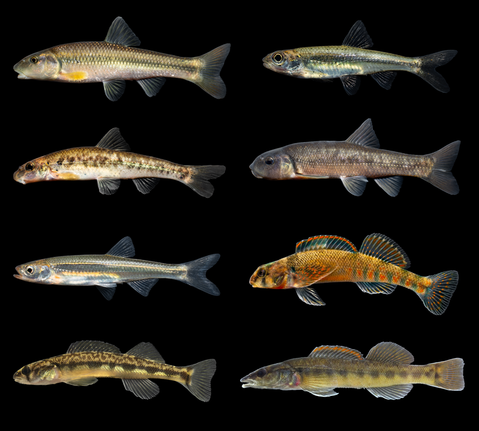 North Carolina’s New River Basin Fish Fauna A Foster Basin for Wanted