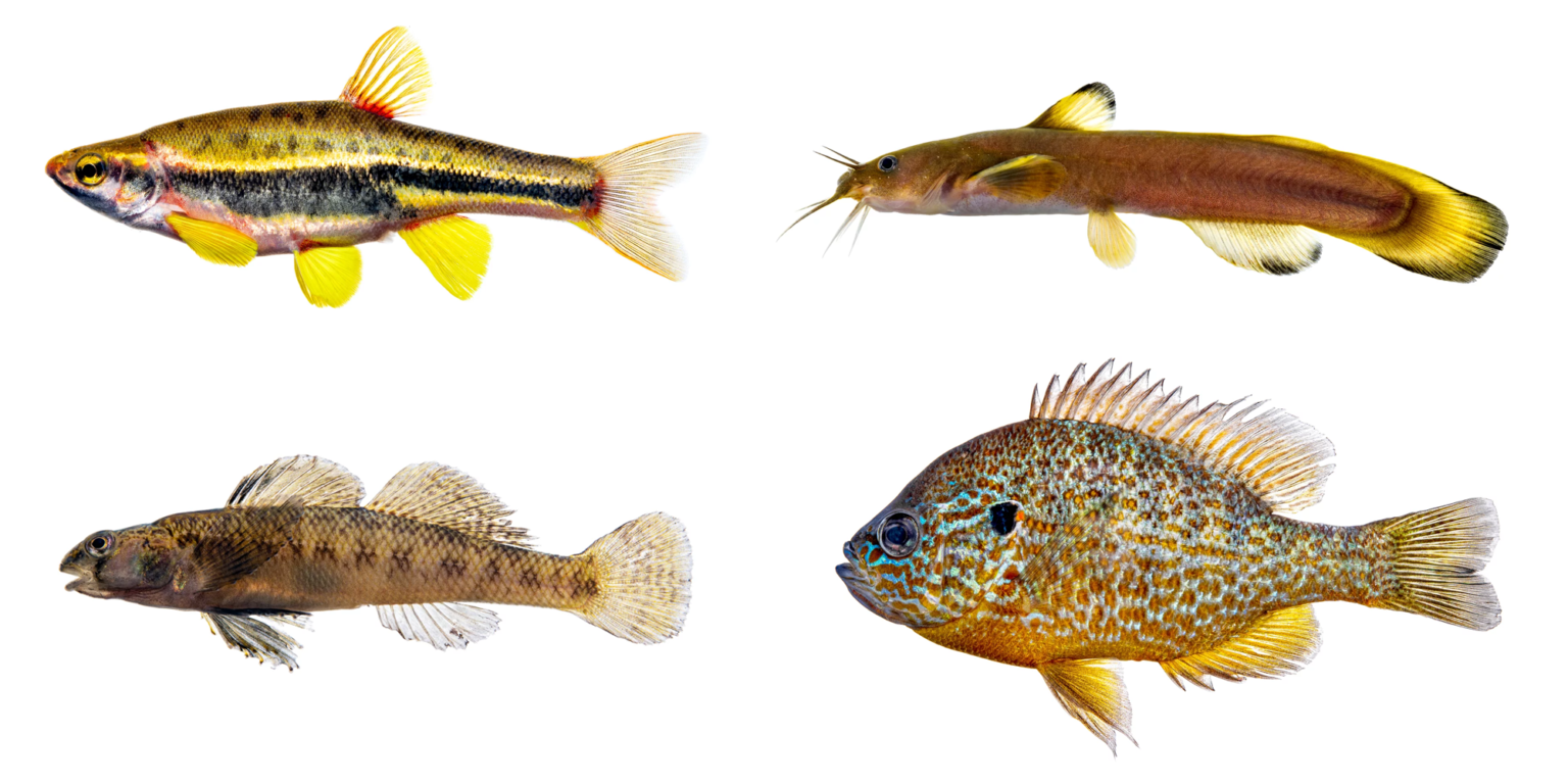 North Carolina’s New River Basin Fish Fauna A Foster Basin for Wanted