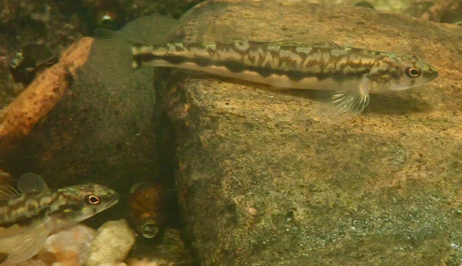 North Carolina’s New River Basin Fish Fauna A Foster Basin for Wanted