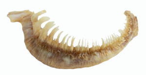 Minytrema melanops - Spotted Sucker - pharyngeal arch - NCSM 48089