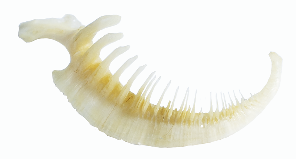 Moxostoma pappillosum - V-lip Redhorse - pharyngeal teeth - NCSM 77386