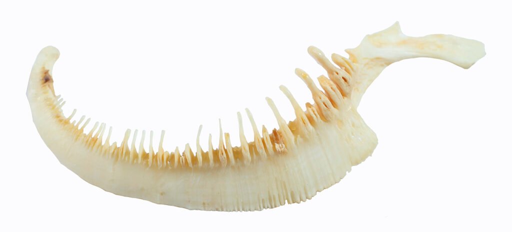Moxostoma anisurum - Silver Redhorse - pharyngeal arch NCSM - 70833