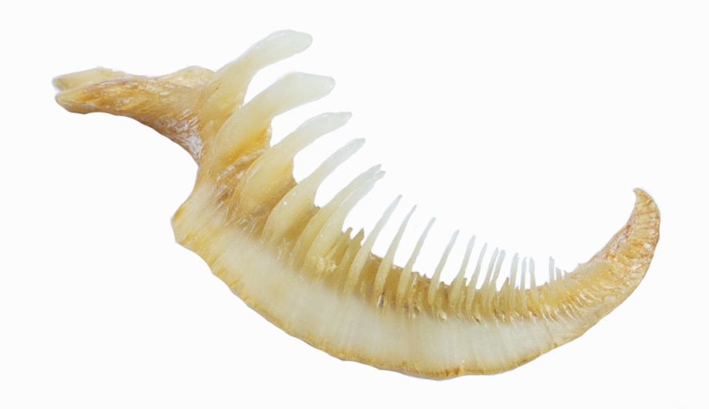 Moxostoma breviceps - Smallmouth Redhorse - pharyngeal arch - NCSM 45940