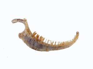 Moxostoma collapsum