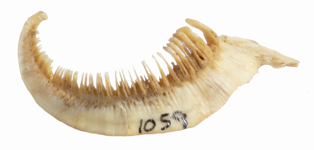 Moxostoma collapsum - Notchlip Redhorse - pharyngeal arch - NCSM 67510