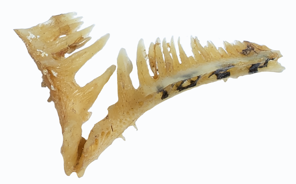 Moxostoma rupiscartes - Striped Jumprock - pharyngeal arches - NCSM 76703