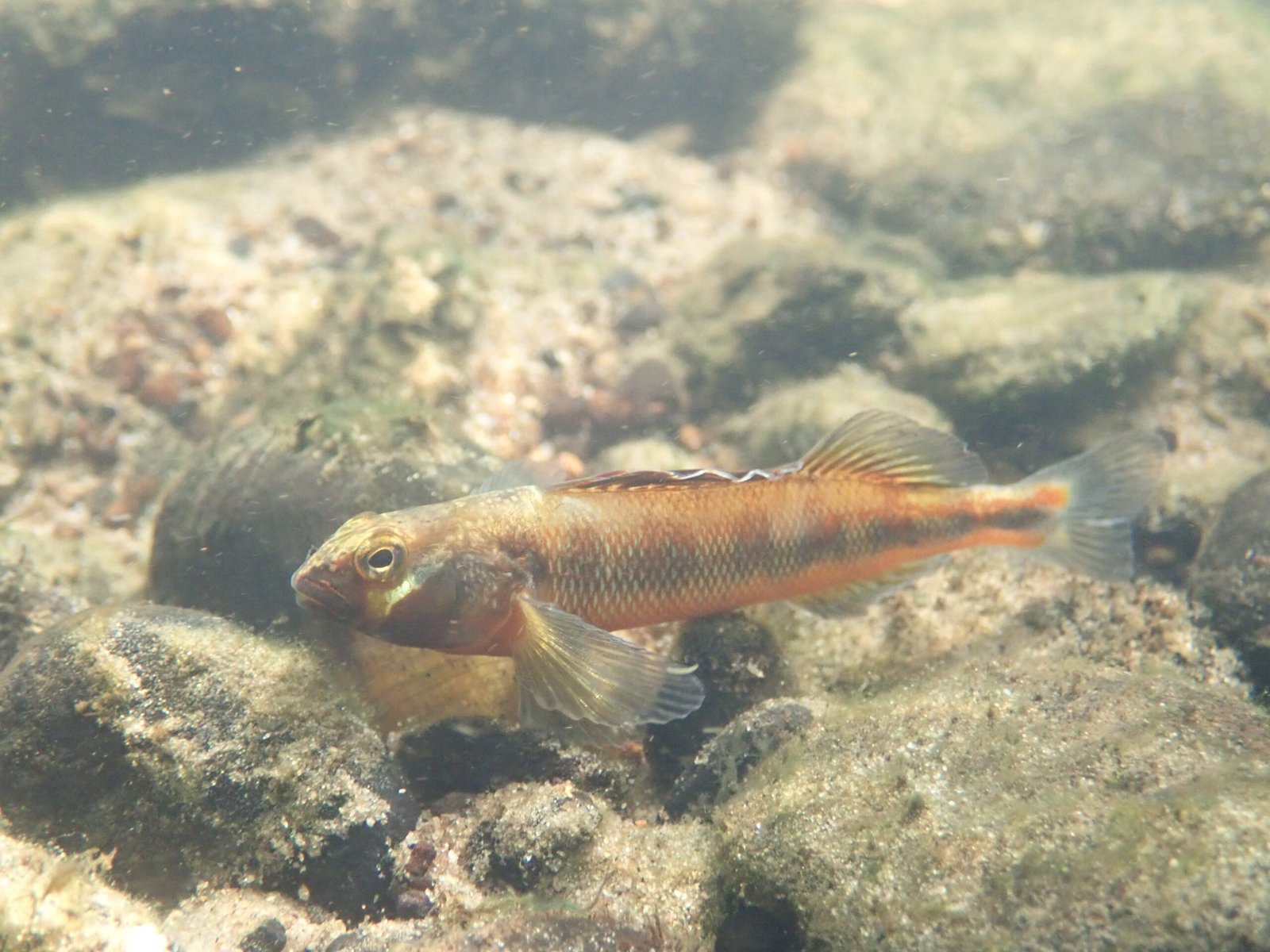 Percina versicolor, Russet Darter