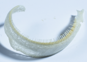 Carpiodes cf cyprinus pharyngeal arch NCSM 45941
