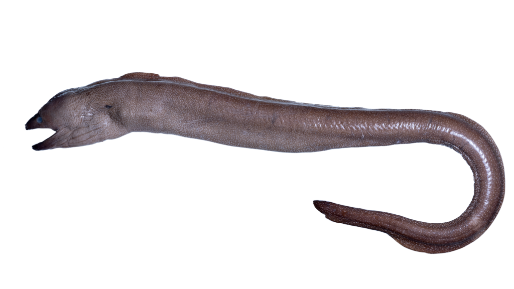 Gymnothorax maderensis, Sharktooth Moray