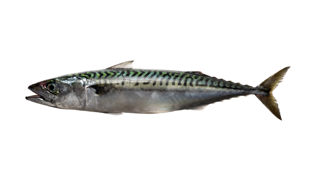 Scomber scombrus - Atlantic Mackerel