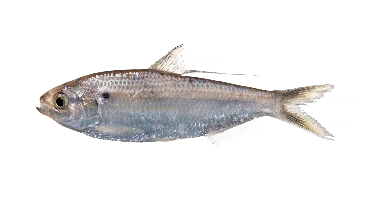 Dorosoma petenense » NCFishes.com