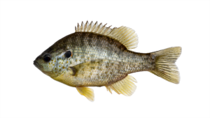 Lepomis microlophus - Redear Sunfish - Neuse River @ Ferry Bridge Access, Wayne County, NC, March 2024
