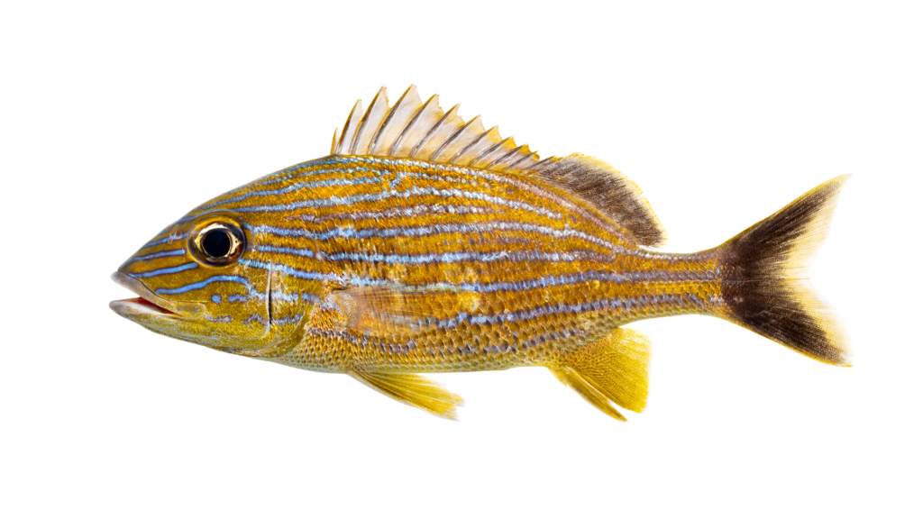 Haemulon sciurus - Bluestriped Grunt