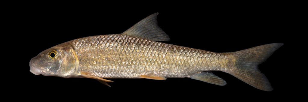 Moxostoma pappillosum - V-lip Redhorse - Eno River, West Point on the Eno Park, Durham Co., NC, June 22, 2024, NCSM 115187