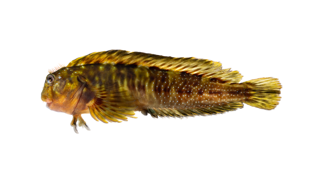 Scartella cristata - Molly Miller