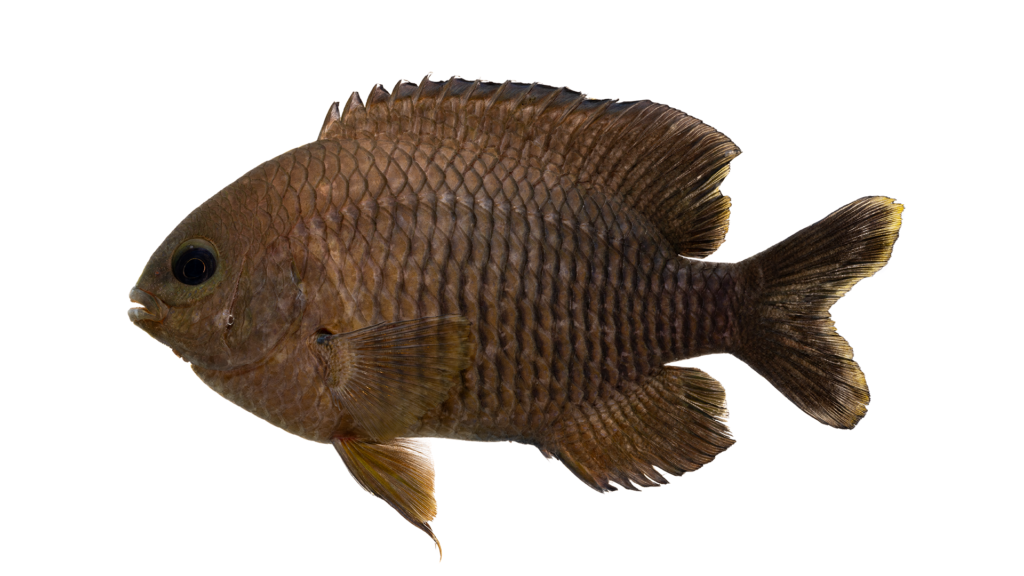Dusky Damselfish - Stegastes adustus