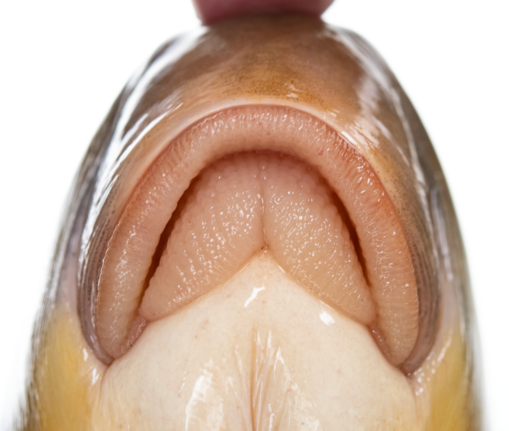 Moxostoma anisurum - Silver Redhorse - Oconaluftee River - lips