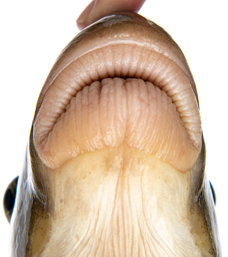 Moxostoma carinatum - River Redhorse - Oconaluftee River - lips