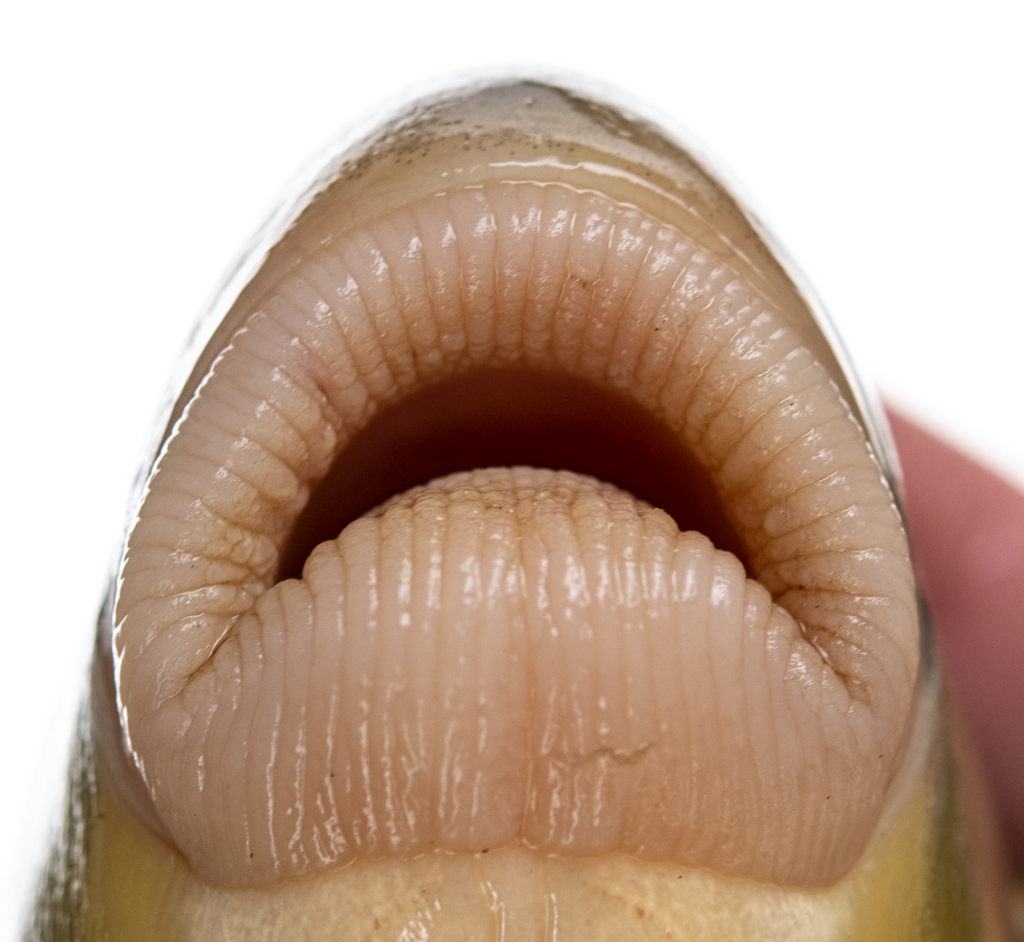 Moxostoma carinatum - River Redhorse - Oconaluftee River - lips