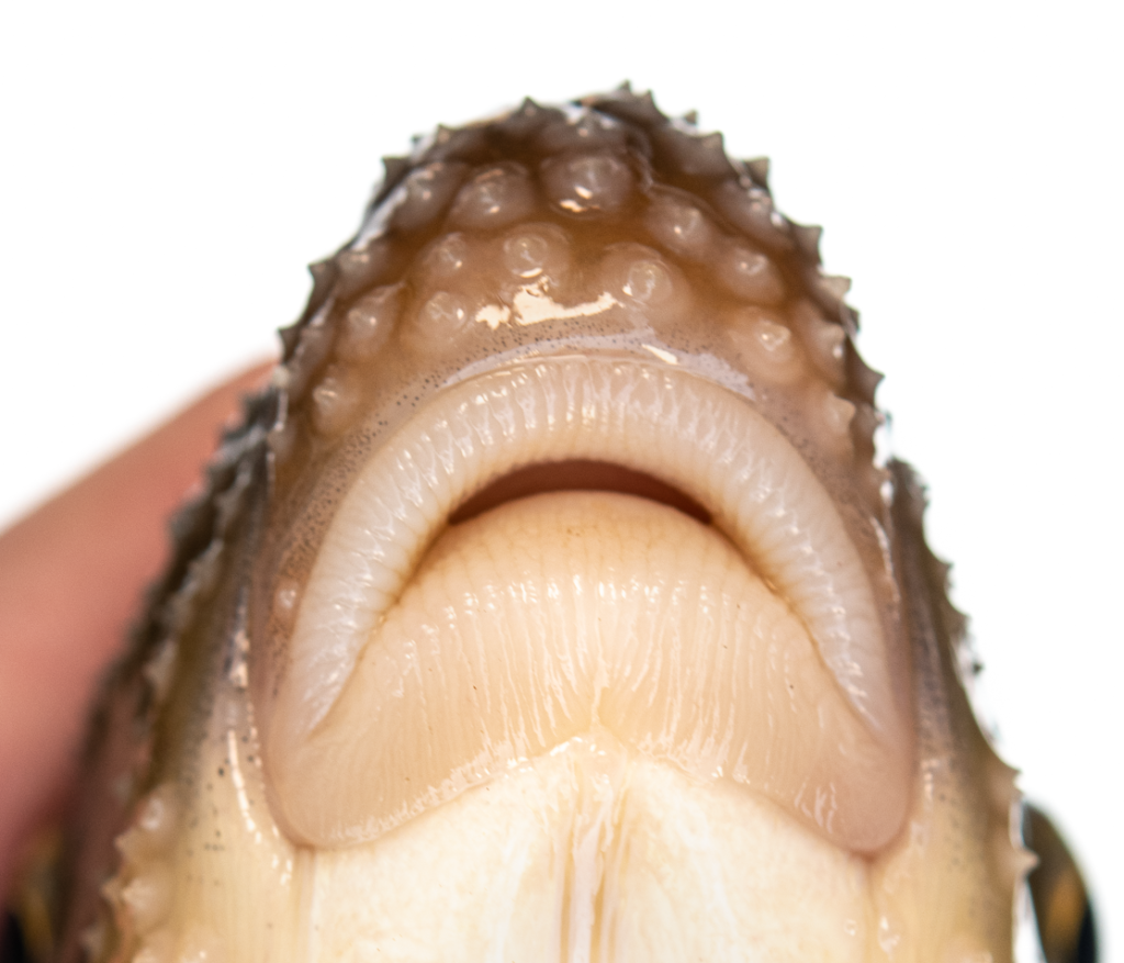 Moxostoma erythrurum - Golden Redhorse - Oconaluftee River - male - lips