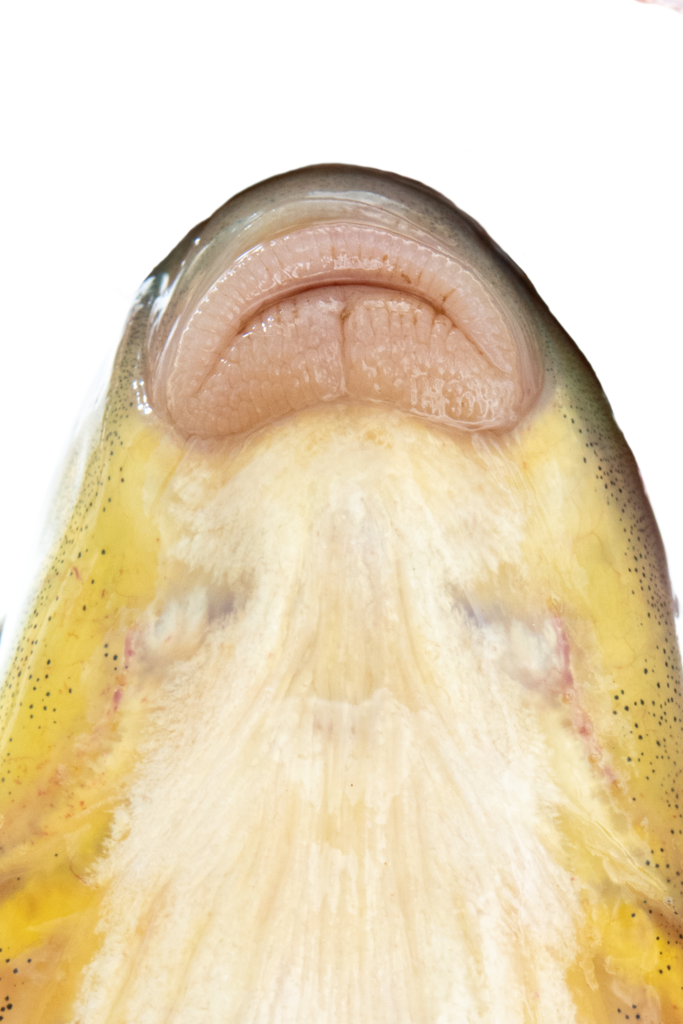 Moxostoma macrolepidotum - Smallmouth Redhorse - Neuse River - lips