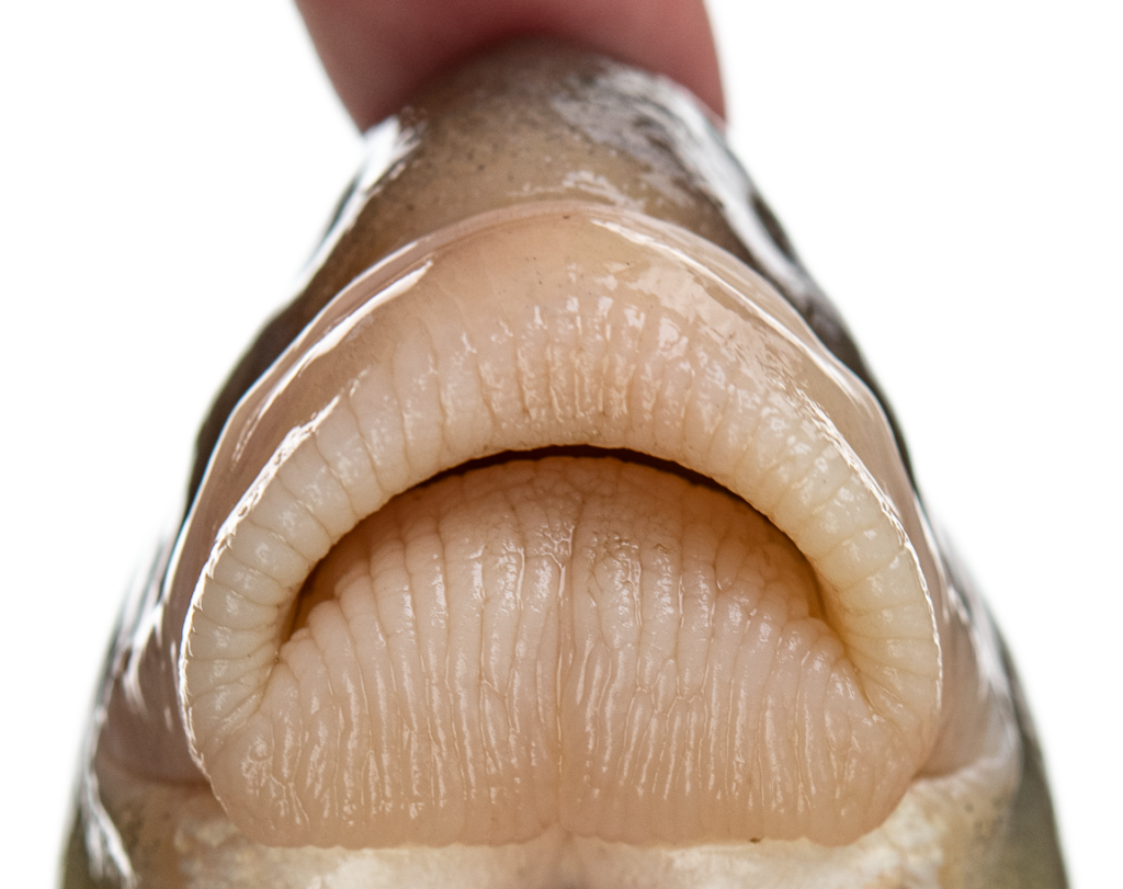 Moxostoma ugidatli - Sicklefin Redhorse - Oconaluftee River - lips