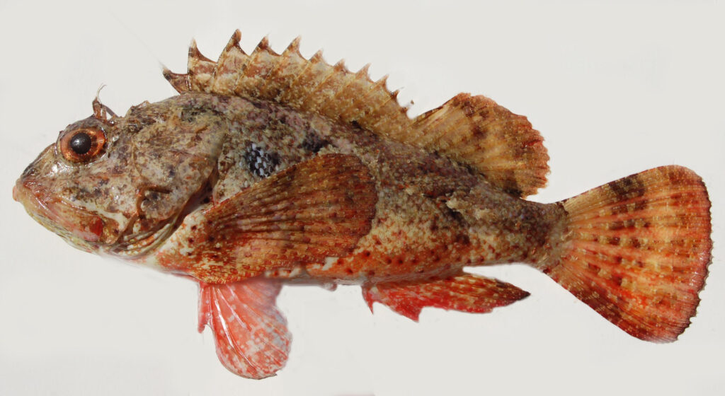 Barbfish-Scopaena brasiliensis