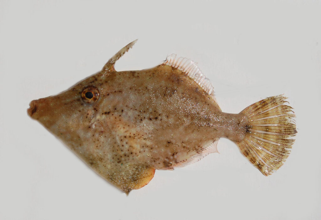 Fringed Filefish-Monacanthus ciliatus