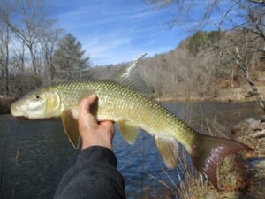 Moxostoma ugidatli, Sicklefin Redhorse, Tuckasegee River, Photograph Courtesy of Tim Aldridge
