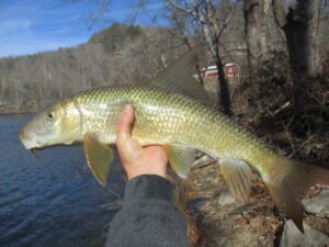 Moxostoma ugidatli, Sicklefin Redhorse, Tuckasegee River, Photograph Courtesy of Tim Aldridge