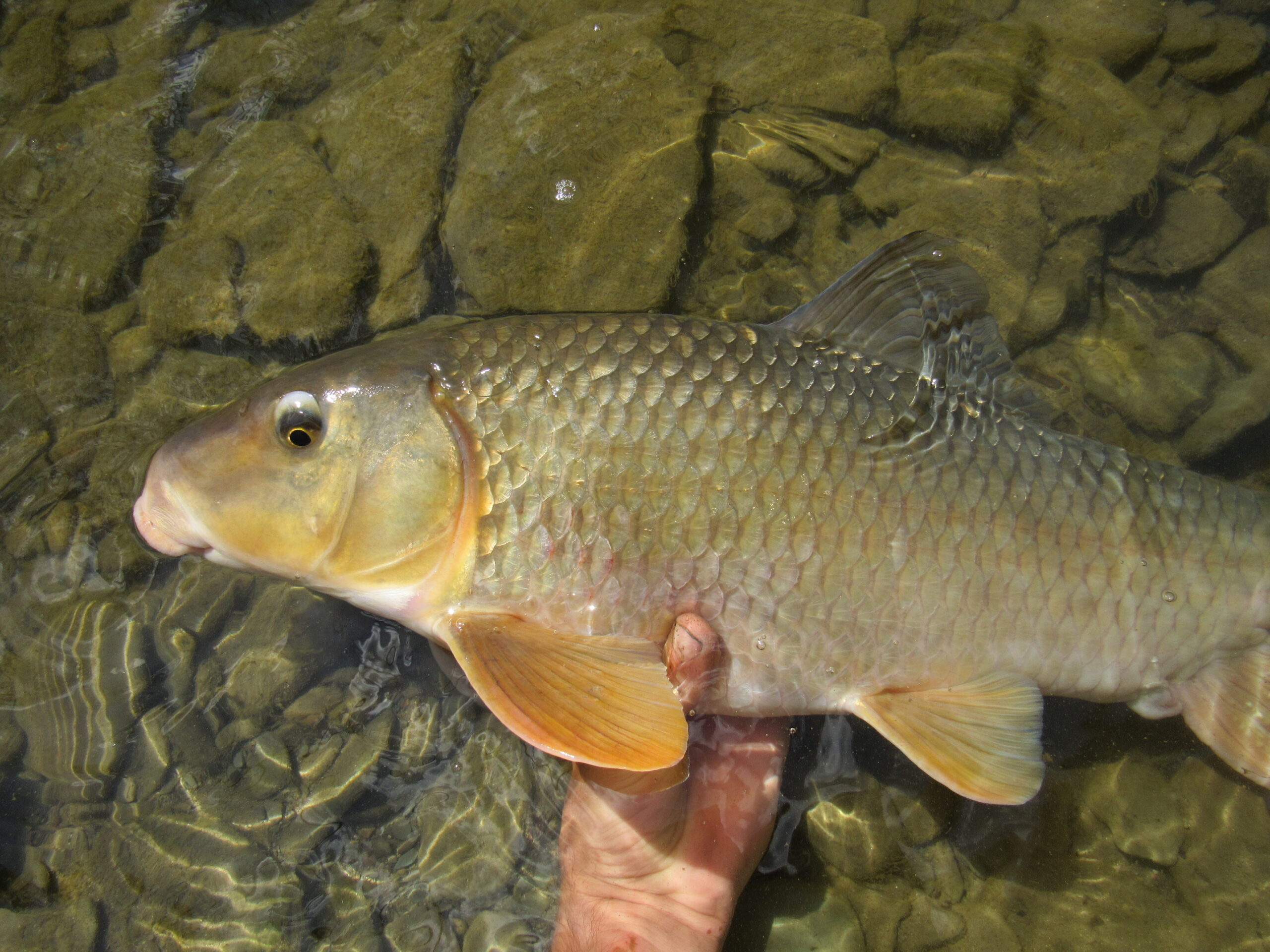 Moxostoma anisurum, Silver Redhorse, Tributary to Lake Erie, Pennsylvania, 11 pounds, Photograph courtesy of Tim Aldridge.